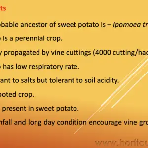 Sweet Potato Cultivation PPT